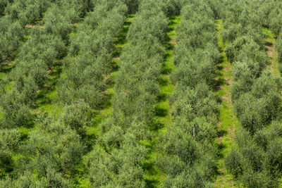 High angle view of grassy field