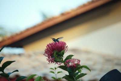 Close-up of a hummingbird flying over a flowering plant