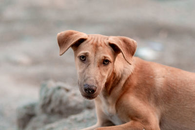 Close-up portrait of dog