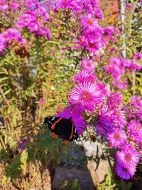 Close-up of butterfly pollinating on purple flower