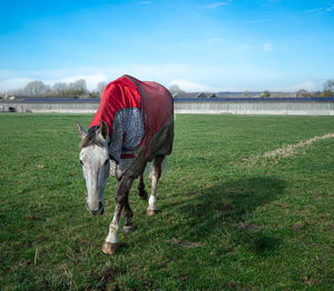 Full length of a horse in field