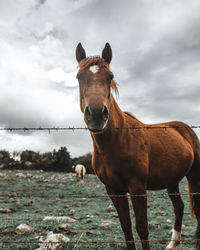 Portrait of horse standing on field against sky