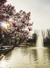 Flowering tree by lake against sky