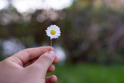 Close-up of hand holding dandelion flower