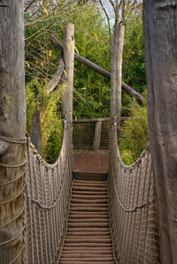 Footpath amidst trees in forest