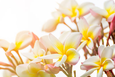 Close-up of yellow flowers against white background