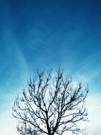 Low angle view of bare tree against blue sky