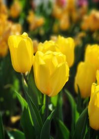 Close-up of yellow flowers blooming outdoors