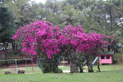 Pink flowering plants and trees on field