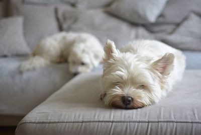 Portrait of dog relaxing on sofa at home