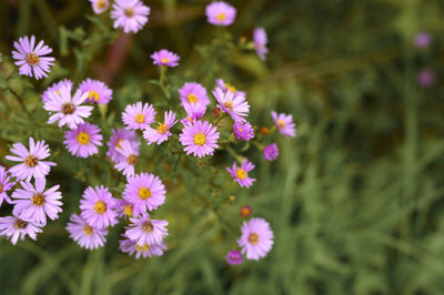 Autumn flowers aster novi-belgii vibrant light purple color in full bloom in the garden