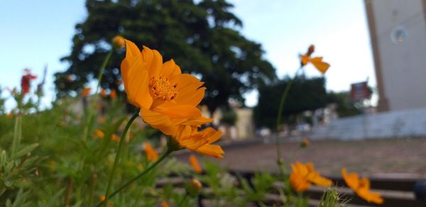 Close-up of yellow flower against orange sky