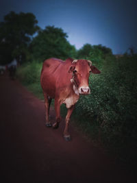 Cow standing in a field