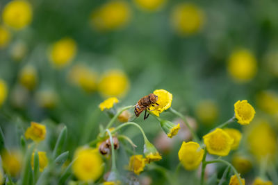 Close-up of insect on yellow flower