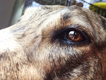 Close-up portrait of dog