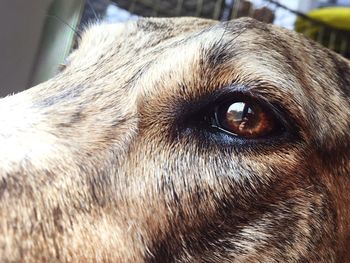 Close-up portrait of dog