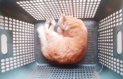 My cat sleeps inthe basket