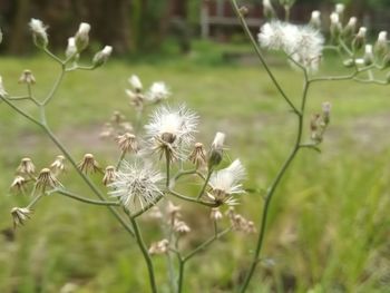 Close-up of white flowering plant on field