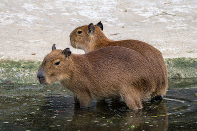 Sheep standing in a lake