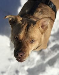 Close-up of a dog looking away