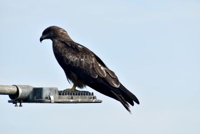 Low angle view of bird flying against clear sky