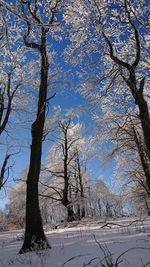 Bare trees on snow covered landscape