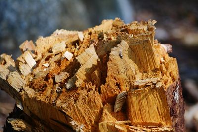 Close-up of tree stump