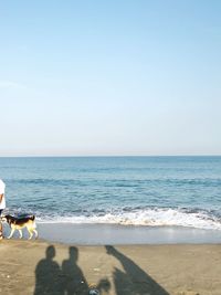 View of a dog on beach