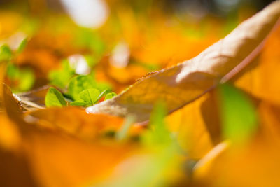 Close-up of leaves