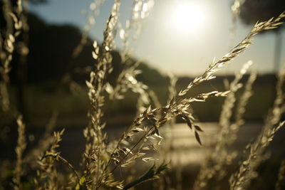 Close-up of stalks in field