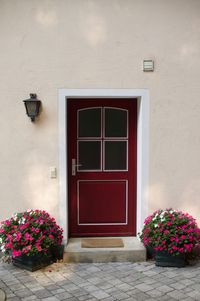 Potted plant on window of building