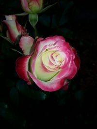 Close-up of pink rose