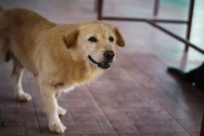 Dog standing on hardwood floor