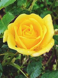 Close-up of yellow rose