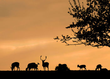 Silhouette deer on field against sky during sunset