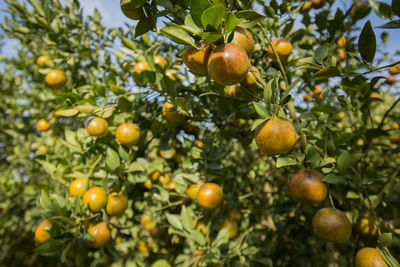 Low angle view of fruits growing on trees