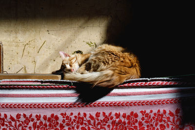 Cat sleeping