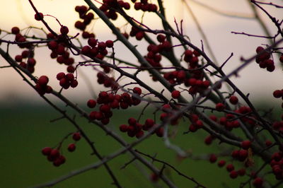 Close-up of tree against sky