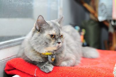 Close-up of a cat looking away