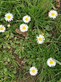 Close-up of white daisy flowers blooming in field