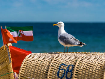 Close-up of seagull perching on beach against sky