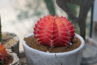 Close-up of red cactus flower pot