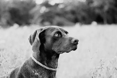 Close-up of dog looking away