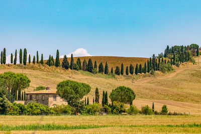 Scenic view of field against clear blue sky