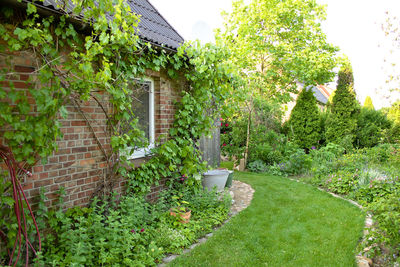 Plants and house in yard