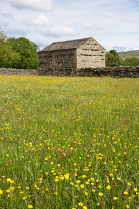 View of flowering plants on field against sky