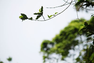 Low angle view of leaves against clear sky