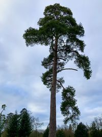 Low angle view of tree against sky