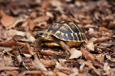 A young hermann's tortoises, testudo hermanni, in ciutadella, menorca, spain.