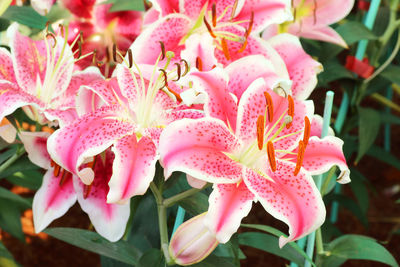 Close-up of pink flowering plants